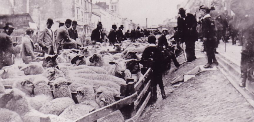 Sheep in pens at Honiton Market